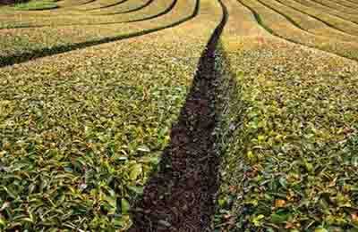 鲜食型茶叶的研发及利用分析