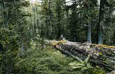 林业发展中营造林技术的应用